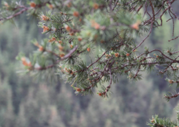 Mitten in der Natur